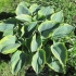 Hosta francis williams